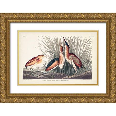 Pl. 210 Least Bittern Gold Ornate Wood Framed Art Print with Double Matting by Audubon, John James