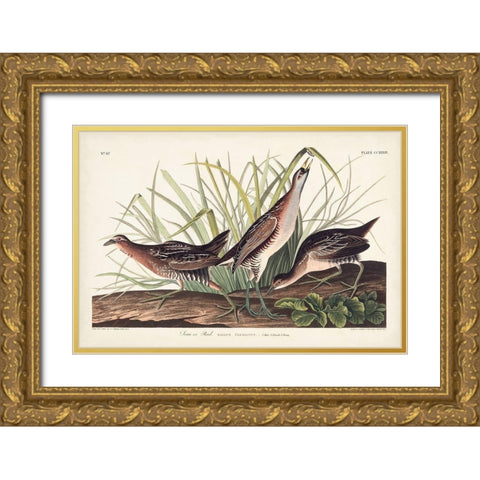 Pl. 233 Rail Gold Ornate Wood Framed Art Print with Double Matting by Audubon, John James