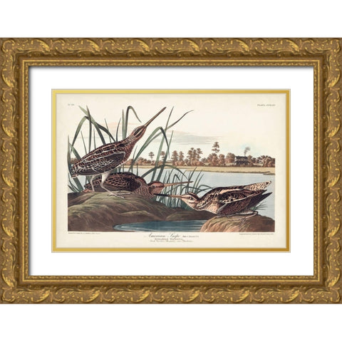 Pl. 243 American Snipe Gold Ornate Wood Framed Art Print with Double Matting by Audubon, John James