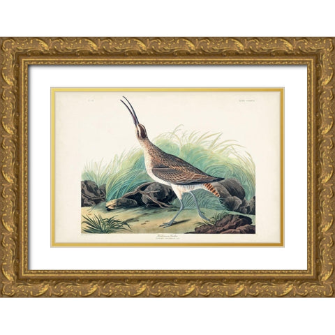Pl. 237 Hudsonian Curlew Gold Ornate Wood Framed Art Print with Double Matting by Audubon, John James