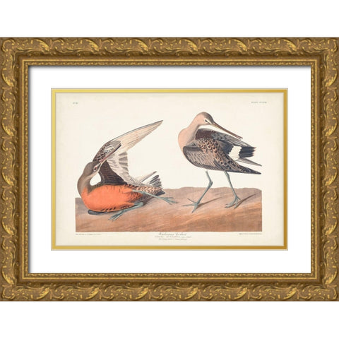 Pl. 258 Hudsonian Godwit Gold Ornate Wood Framed Art Print with Double Matting by Audubon, John James