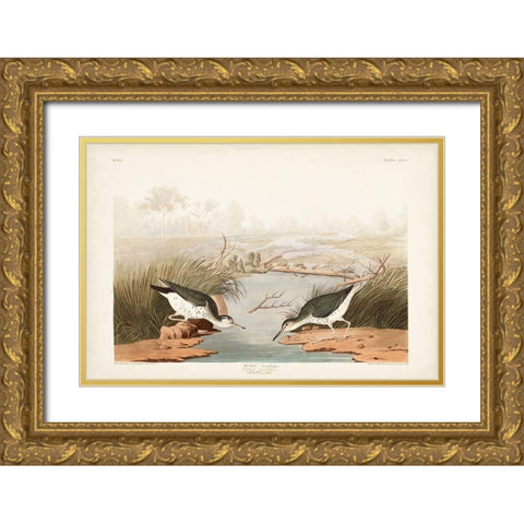Pl. 310 Spotted Sandpiper Gold Ornate Wood Framed Art Print with Double Matting by Audubon, John James