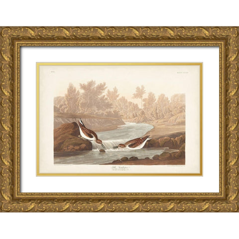 Pl. 320 Little Sandpiper Gold Ornate Wood Framed Art Print with Double Matting by Audubon, John James