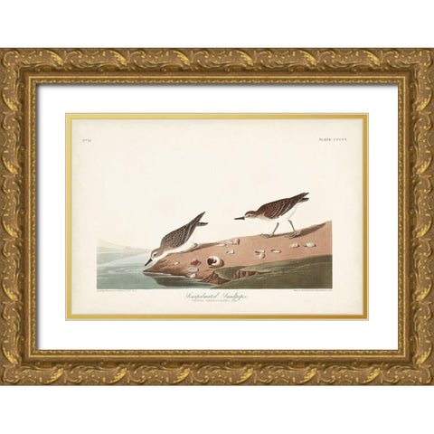 Pl. 405 Semipalmated Sandpiper Gold Ornate Wood Framed Art Print with Double Matting by Audubon, John James