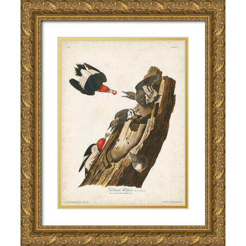 Pl. 27 Red-headed Woodpecker Gold Ornate Wood Framed Art Print with Double Matting by Audubon, John James