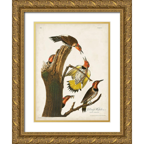 Pl. 37 Gold-winged Woodpecker Gold Ornate Wood Framed Art Print with Double Matting by Audubon, John James