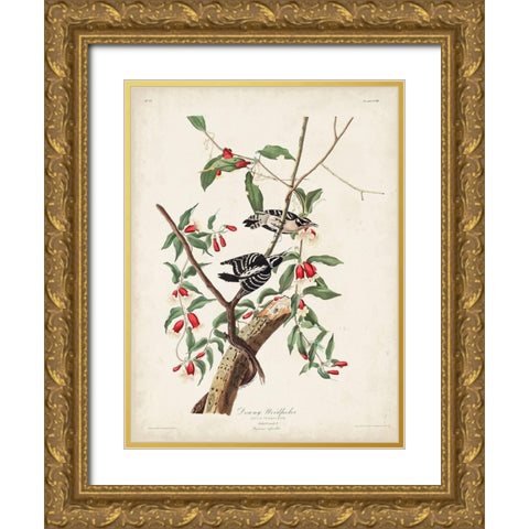 Pl. 112 Downy Woodpecker Gold Ornate Wood Framed Art Print with Double Matting by Audubon, John James