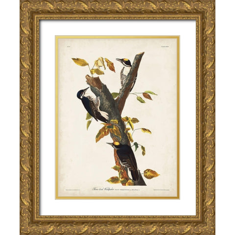 Pl. 132 Three-toed Woodpecker Gold Ornate Wood Framed Art Print with Double Matting by Audubon, John James