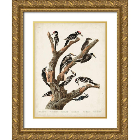 Pl. 417 Marias Woodpecker Gold Ornate Wood Framed Art Print with Double Matting by Audubon, John James