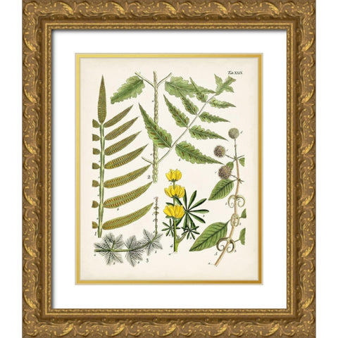 Fanciful Ferns II Gold Ornate Wood Framed Art Print with Double Matting by Unknown