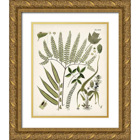 Fanciful Ferns III Gold Ornate Wood Framed Art Print with Double Matting by Unknown
