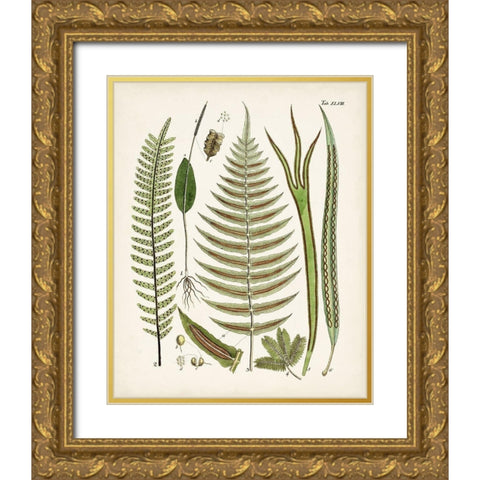 Fanciful Ferns V Gold Ornate Wood Framed Art Print with Double Matting by Unknown