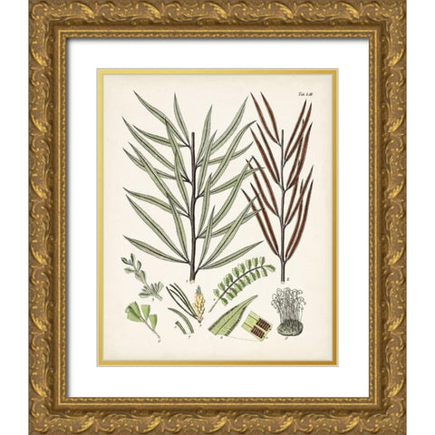 Fanciful Ferns VIII Gold Ornate Wood Framed Art Print with Double Matting by Unknown
