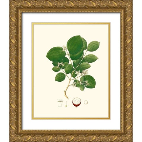Spring Green Foliage I Gold Ornate Wood Framed Art Print with Double Matting by Unknown