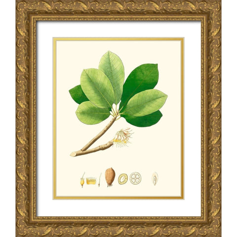 Spring Green Foliage II Gold Ornate Wood Framed Art Print with Double Matting by Unknown