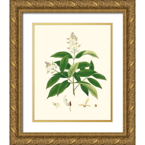 Spring Green Foliage V Gold Ornate Wood Framed Art Print with Double Matting by Unknown