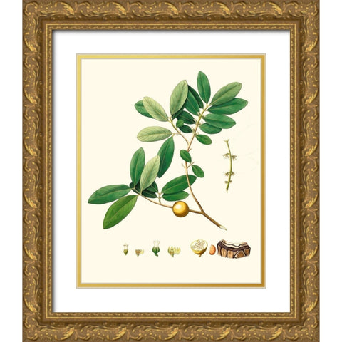 Spring Green Foliage VII Gold Ornate Wood Framed Art Print with Double Matting by Unknown