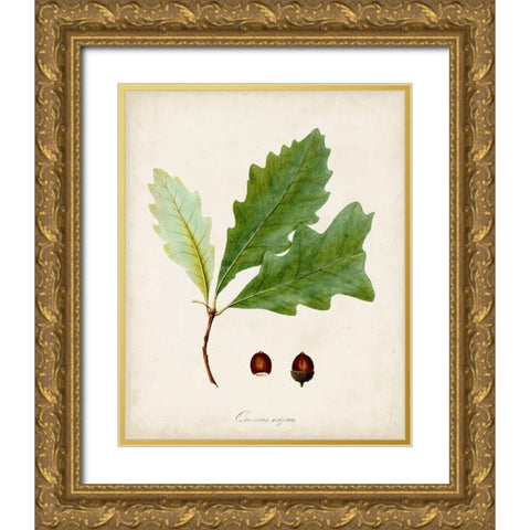 Antique Tree Study II Gold Ornate Wood Framed Art Print with Double Matting by Unknown