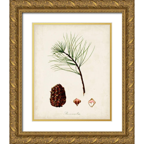 Antique Tree Study IV Gold Ornate Wood Framed Art Print with Double Matting by Unknown