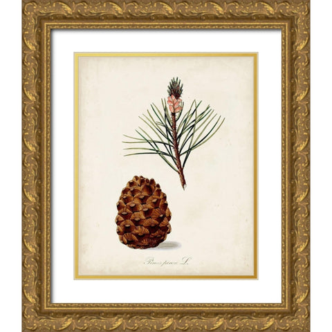 Antique Tree Study V Gold Ornate Wood Framed Art Print with Double Matting by Unknown