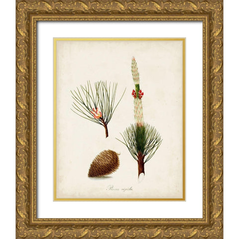 Antique Tree Study VIII Gold Ornate Wood Framed Art Print with Double Matting by Unknown