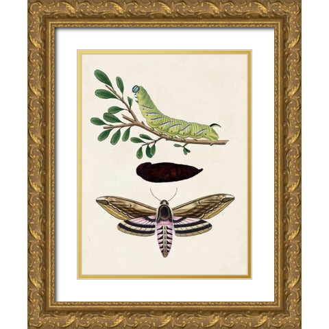 Caterpillar and Moth I Gold Ornate Wood Framed Art Print with Double Matting by Unknown