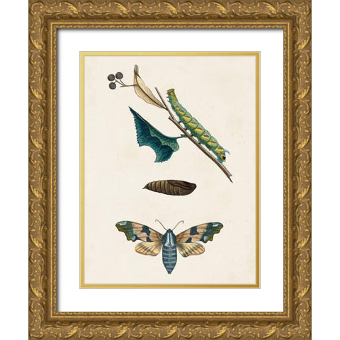 Caterpillar and Moth II Gold Ornate Wood Framed Art Print with Double Matting by Unknown