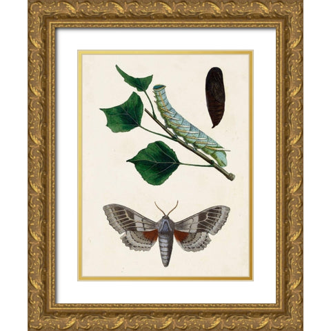 Caterpillar and Moth III Gold Ornate Wood Framed Art Print with Double Matting by Unknown