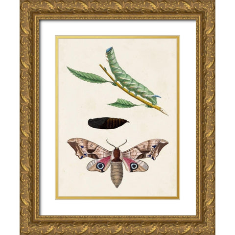Caterpillar and Moth IV Gold Ornate Wood Framed Art Print with Double Matting by Unknown