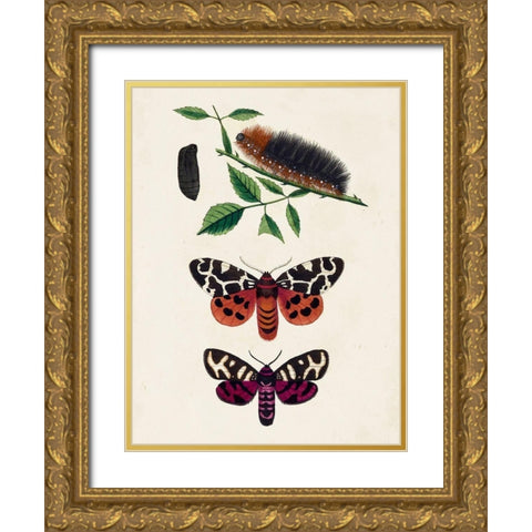 Caterpillar and Moth V Gold Ornate Wood Framed Art Print with Double Matting by Unknown