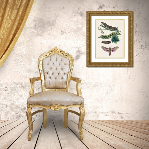 Caterpillar and Moth VI Gold Ornate Wood Framed Art Print with Double Matting by Unknown