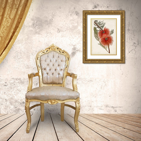 Bottle Brush Flower I Gold Ornate Wood Framed Art Print with Double Matting by Miller, John