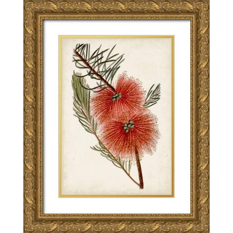 Bottle Brush Flower I Gold Ornate Wood Framed Art Print with Double Matting by Miller, John