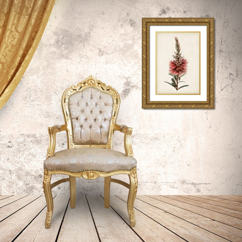 Bottle Brush Flower II Gold Ornate Wood Framed Art Print with Double Matting by Miller, John