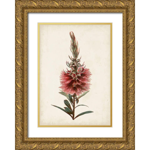Bottle Brush Flower II Gold Ornate Wood Framed Art Print with Double Matting by Miller, John