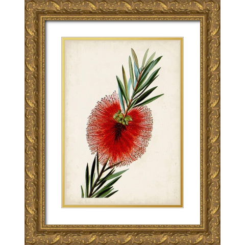 Bottle Brush Flower III Gold Ornate Wood Framed Art Print with Double Matting by Miller, John