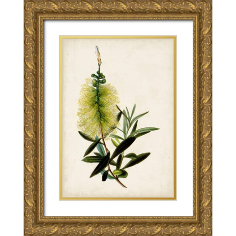 Bottle Brush Flower IV Gold Ornate Wood Framed Art Print with Double Matting by Miller, John