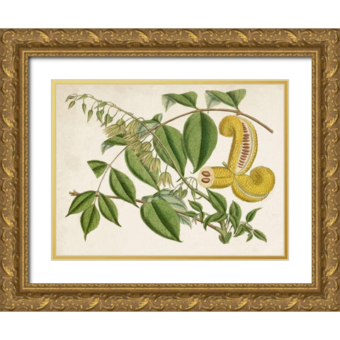 Tropical Foliage and Fruit I Gold Ornate Wood Framed Art Print with Double Matting by Curtis