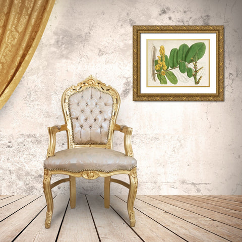 Tropical Foliage and Fruit II Gold Ornate Wood Framed Art Print with Double Matting by Curtis