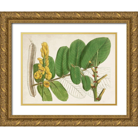 Tropical Foliage and Fruit II Gold Ornate Wood Framed Art Print with Double Matting by Curtis