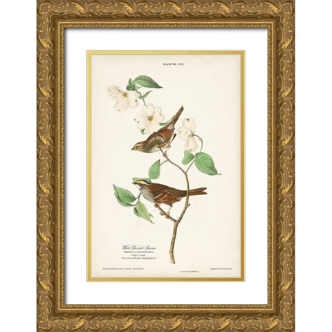 Pl.8 White-throated Sparrow Gold Ornate Wood Framed Art Print with Double Matting by Audubon, John James
