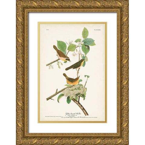 Pl. 23 Yellow-breasted Warbler Gold Ornate Wood Framed Art Print with Double Matting by Audubon, John James