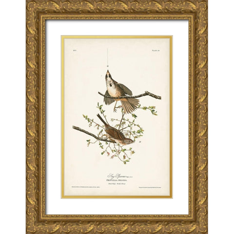 Pl. 25 Song Sparrow Gold Ornate Wood Framed Art Print with Double Matting by Audubon, John James