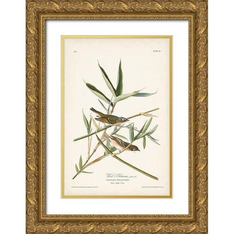Pl. 28 Vireo Solitarius Gold Ornate Wood Framed Art Print with Double Matting by Audubon, John James