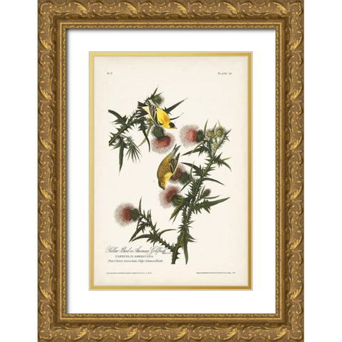 Pl. 33 American Gold Finch Gold Ornate Wood Framed Art Print with Double Matting by Audubon, John James