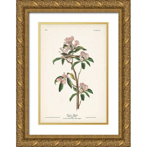 Pl. 55 Cuviers Regulus Gold Ornate Wood Framed Art Print with Double Matting by Audubon, John James
