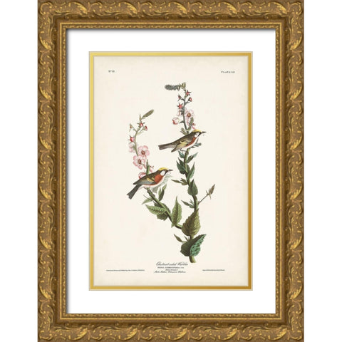 Pl. 59 Chestnut-sided Warbler Gold Ornate Wood Framed Art Print with Double Matting by Audubon, John James