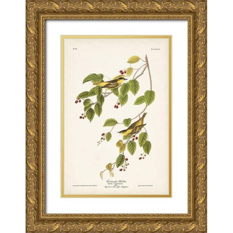 Pl. 60 Carbonated Warbler Gold Ornate Wood Framed Art Print with Double Matting by Audubon, John James