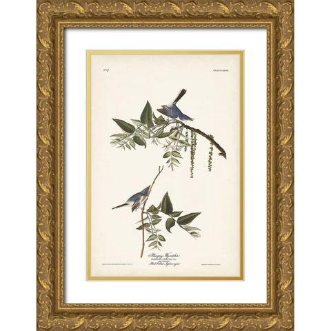 Pl. 84 Bluegrey Flycatcher Gold Ornate Wood Framed Art Print with Double Matting by Audubon, John James