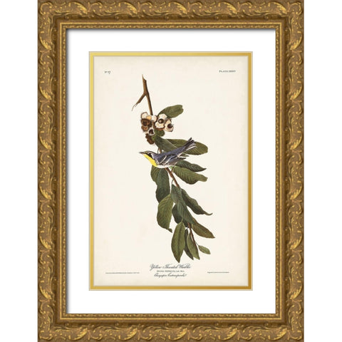 Pl. 85 Yellow-throated Warbler Gold Ornate Wood Framed Art Print with Double Matting by Audubon, John James